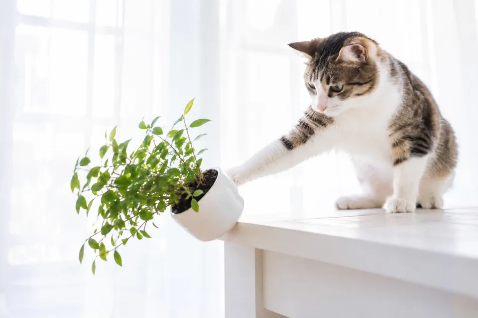 Curiosity
