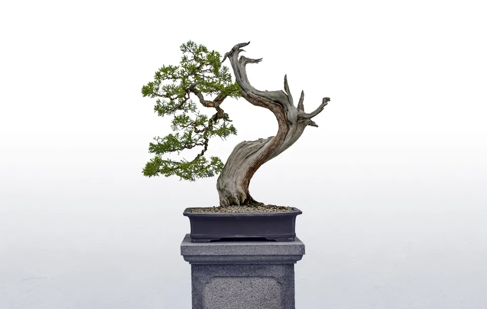 Bonsai tree