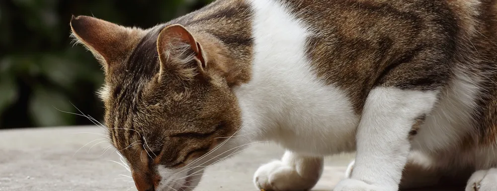 Artgerechte Katzenfütterung