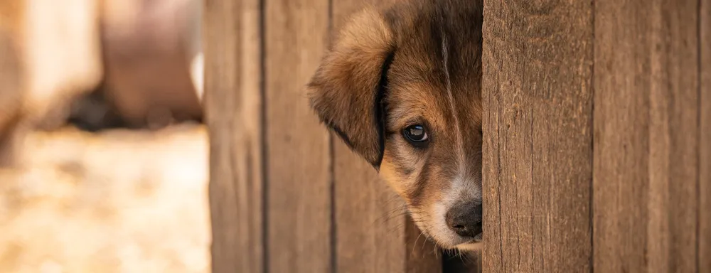 Ein Tag im Tierheim