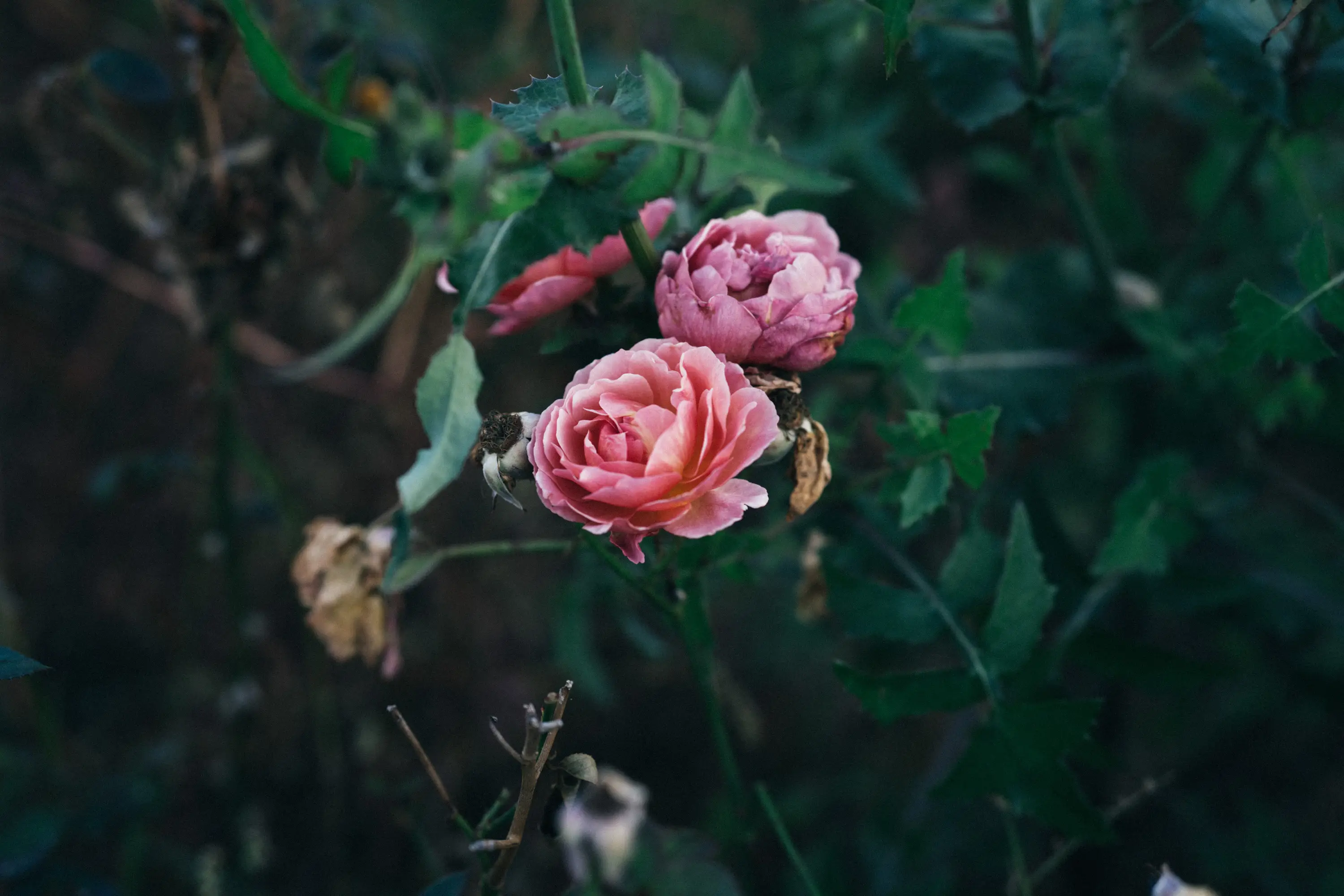 flower