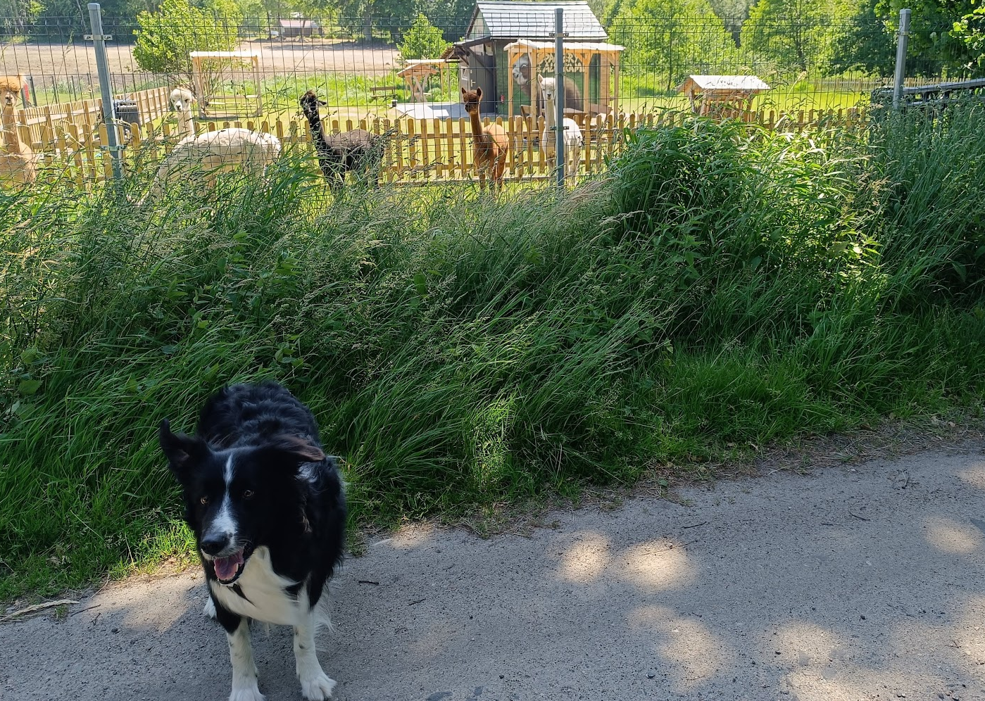 Nasza pierwsza akcja wolontariacka