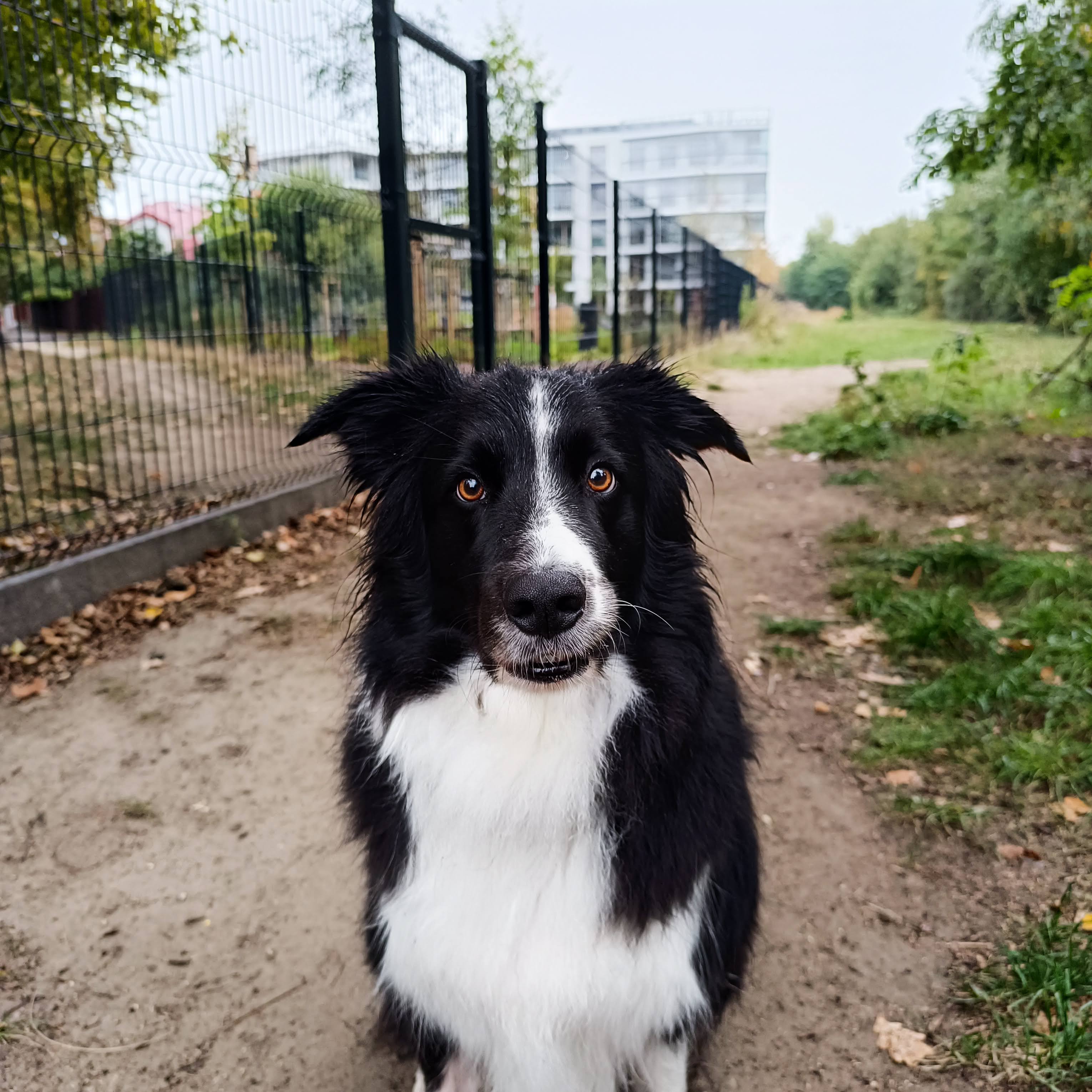 Zdjęcie: Frodo