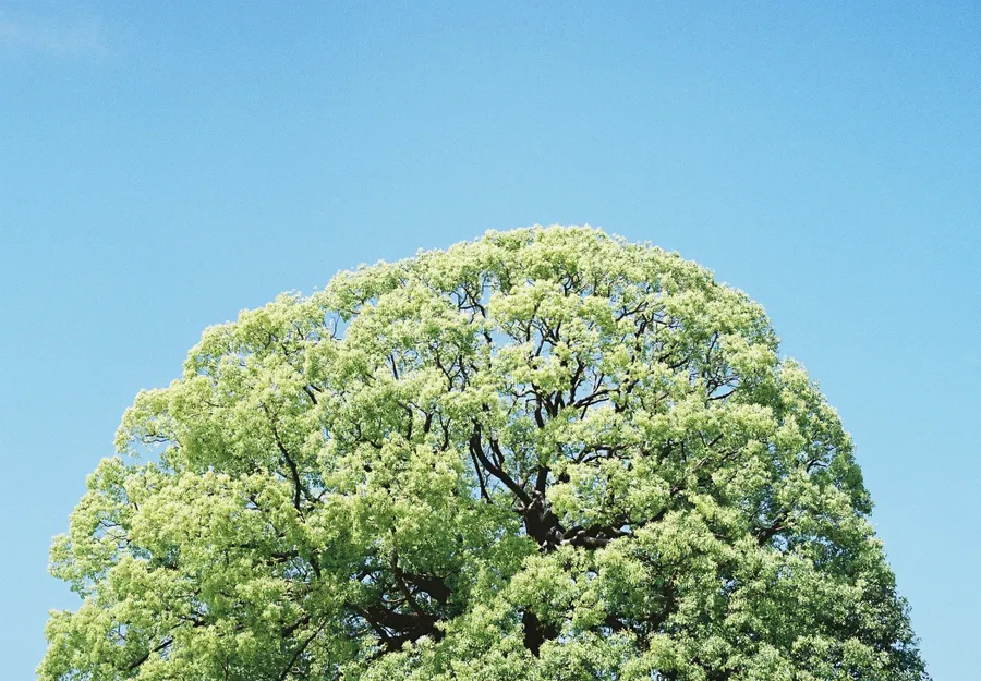 Film Photography