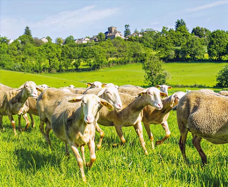 Troupeau de brebis Lacaune dans le Sud-Aveyron — La Filature Colbert