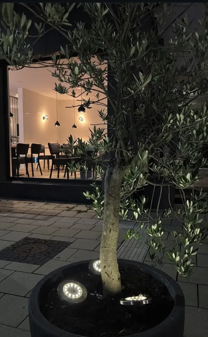 Bild eines Olivenbaums im Dunkeln vor dem Restaurant