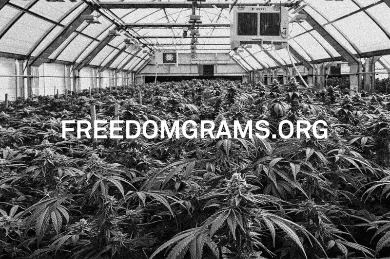 Freedom Grams