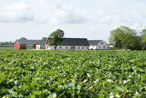 Från odlingen