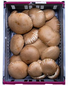 Portabello