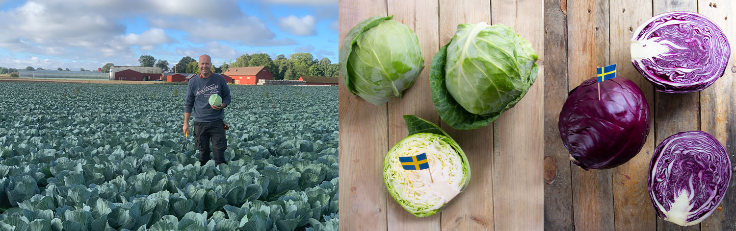Vit-, röd- och grönkål