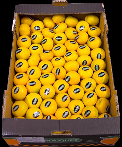 Satsumas