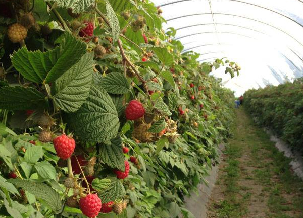 Plantorna växer i krukor i tunnlar