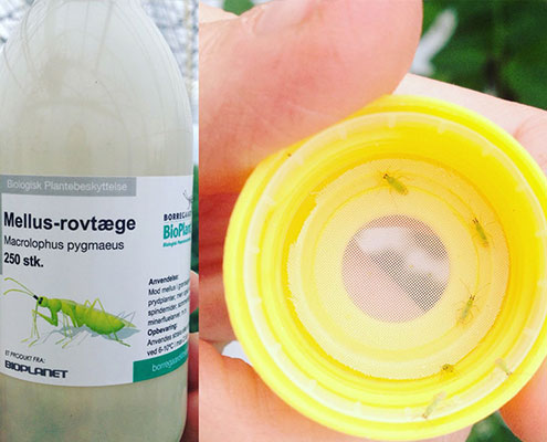 Rovdjurskvalster – biologisk bekämpning