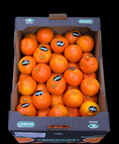 Hernandinas