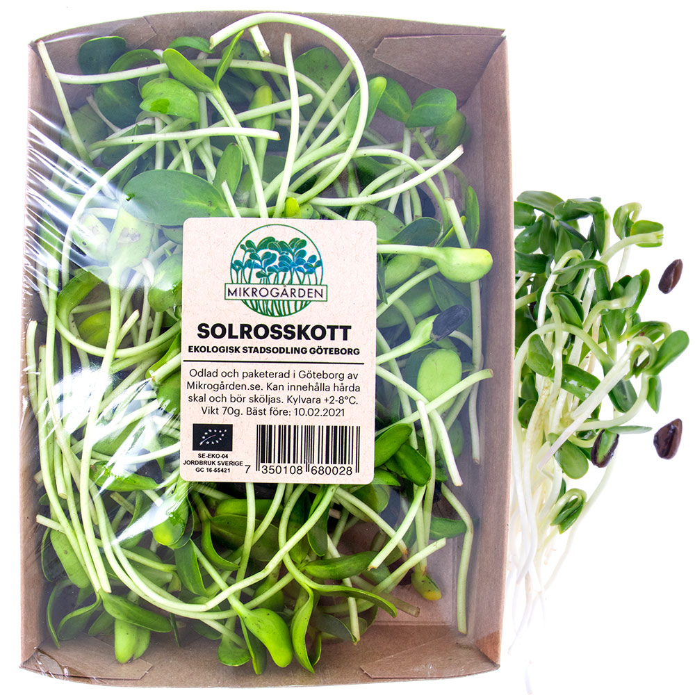 Solrosskott