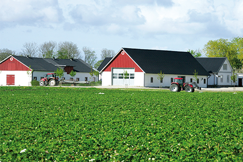 Från odlingen