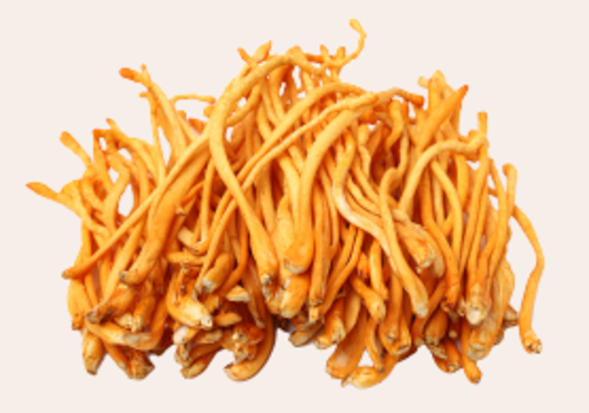 Cordyceps mushroom