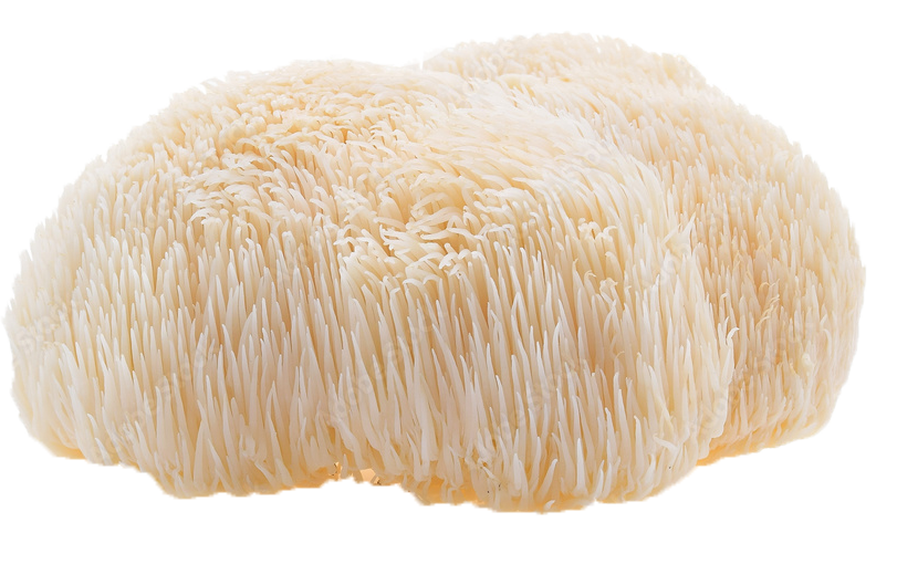 Lion's Mane mushroom