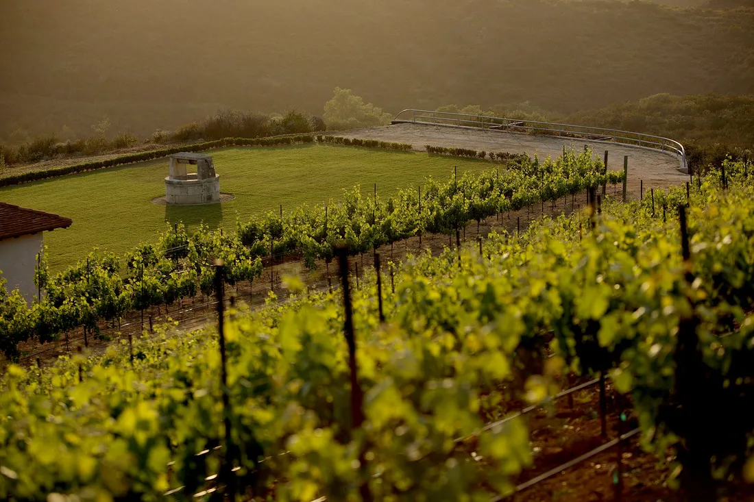 a field of vines with a stone structure in the middle