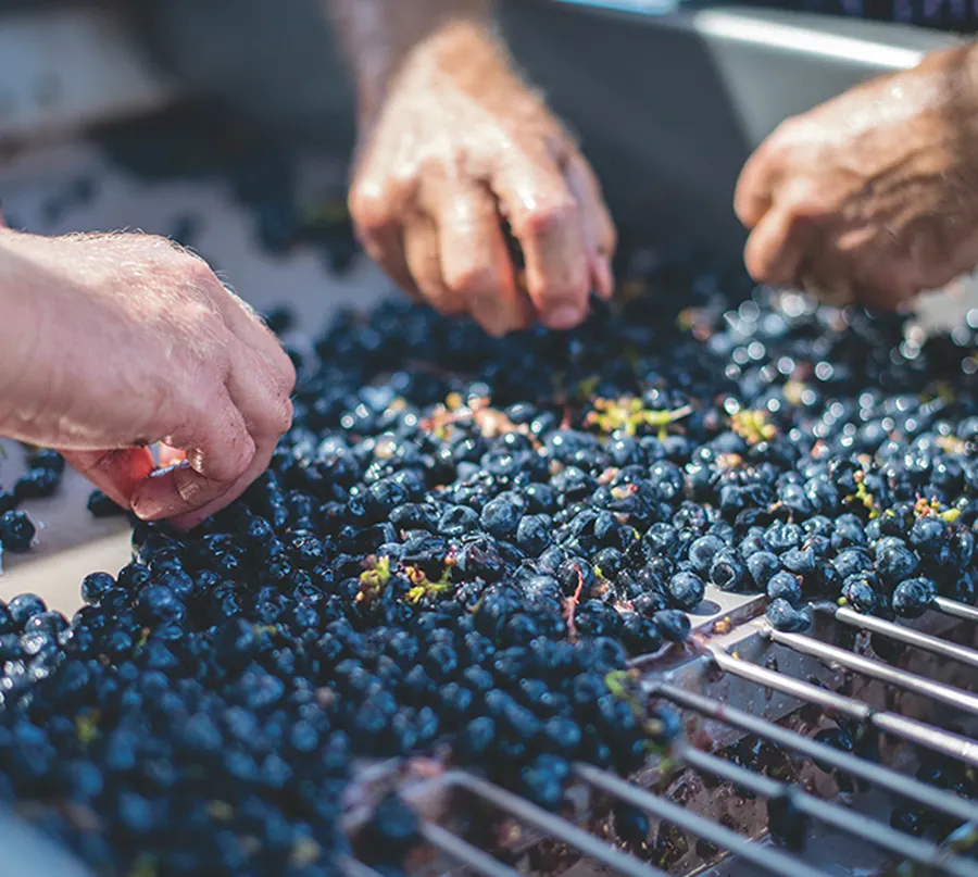 Hands harvesting grapes at the Cal-a-Vie estate vineyard