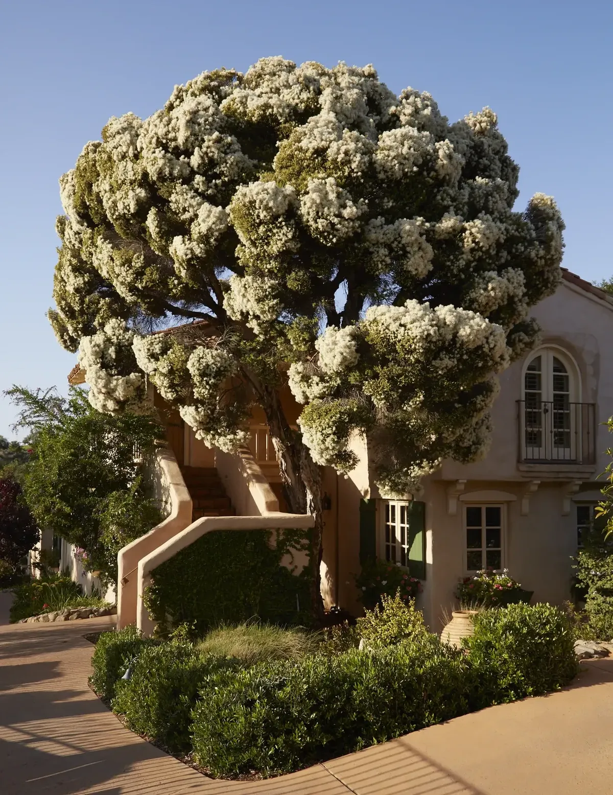 A flowering tree beside a quiet Cal-a-Vie guest building