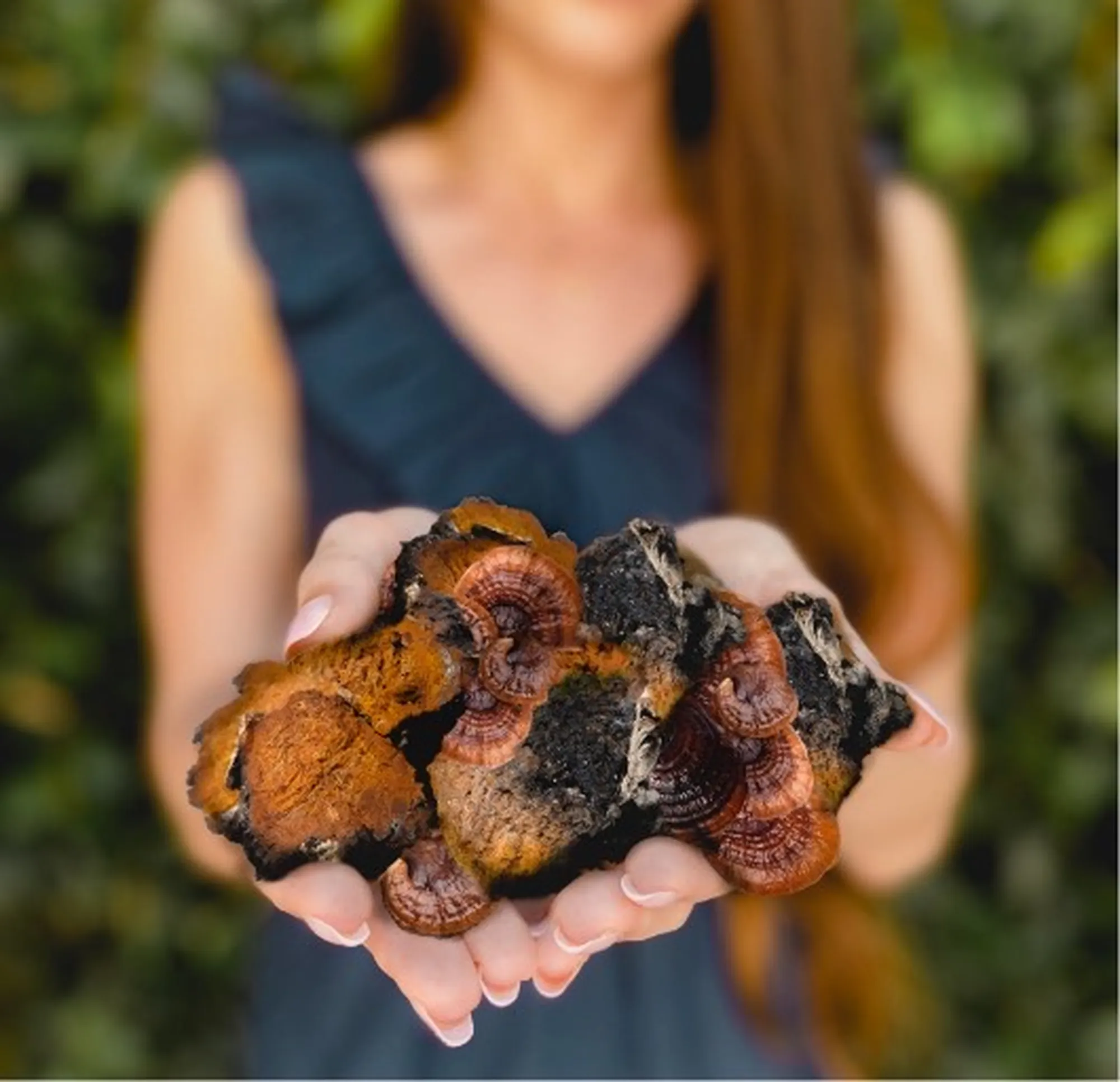 Functional Mushrooms for Wellness
