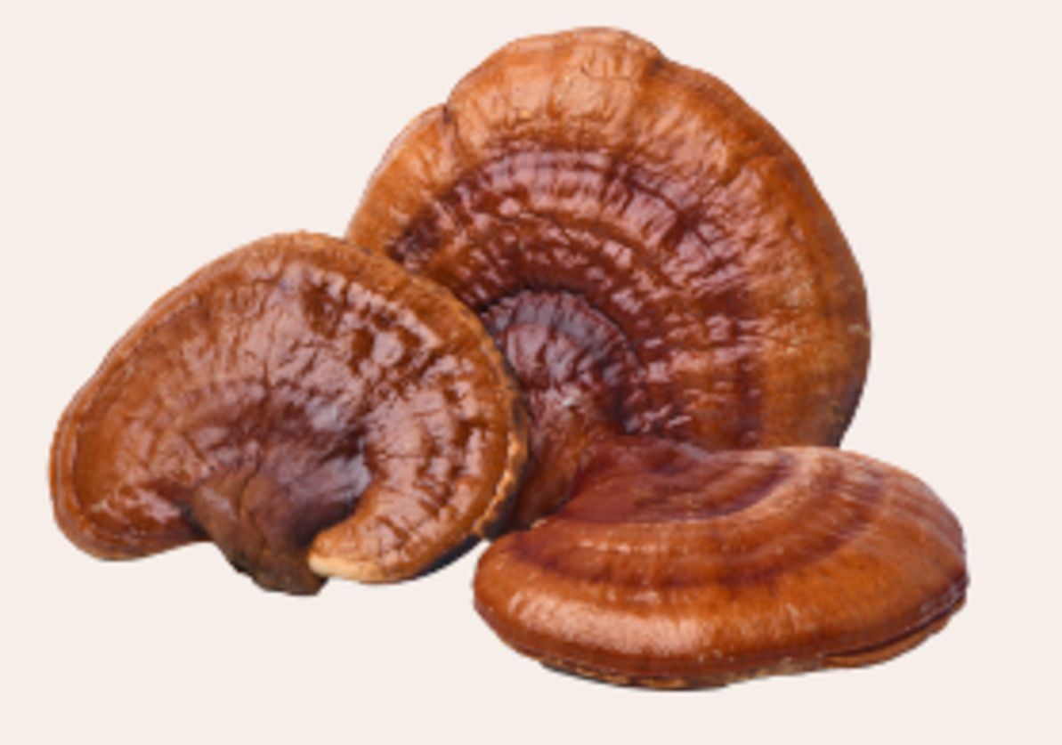 Reishi mushroom