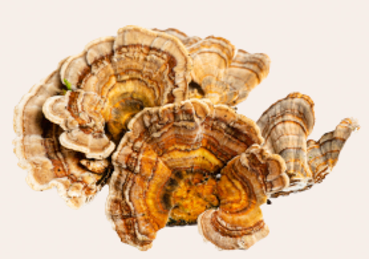 Turkey Tail mushroom