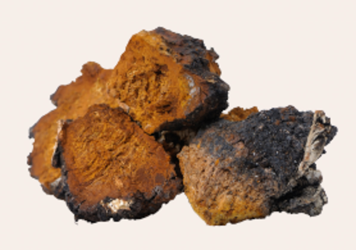 Chaga mushroom