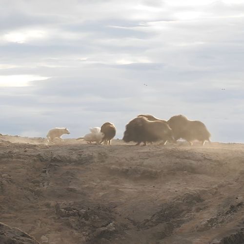 National Geographic: Kingdom of the White Wolf thumbnail