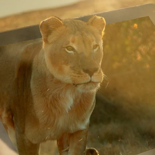 Nat Geo WILD "We Are WILD" TCA Sizzle thumbnail
