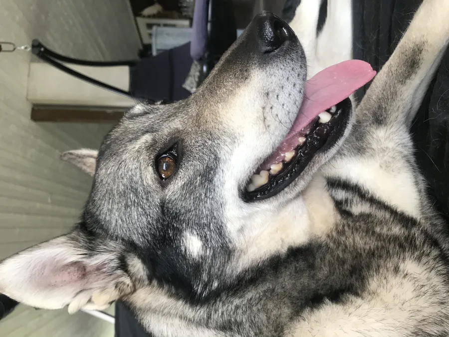 J Solögatsjakthundar Elsa bild 3