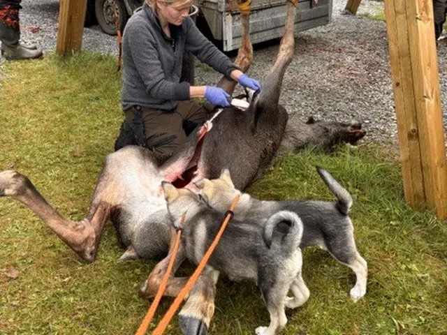 Första kontakten med älg