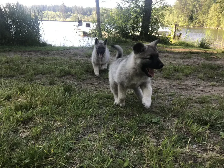Asaskogens Gunnel och Asta  bild 1