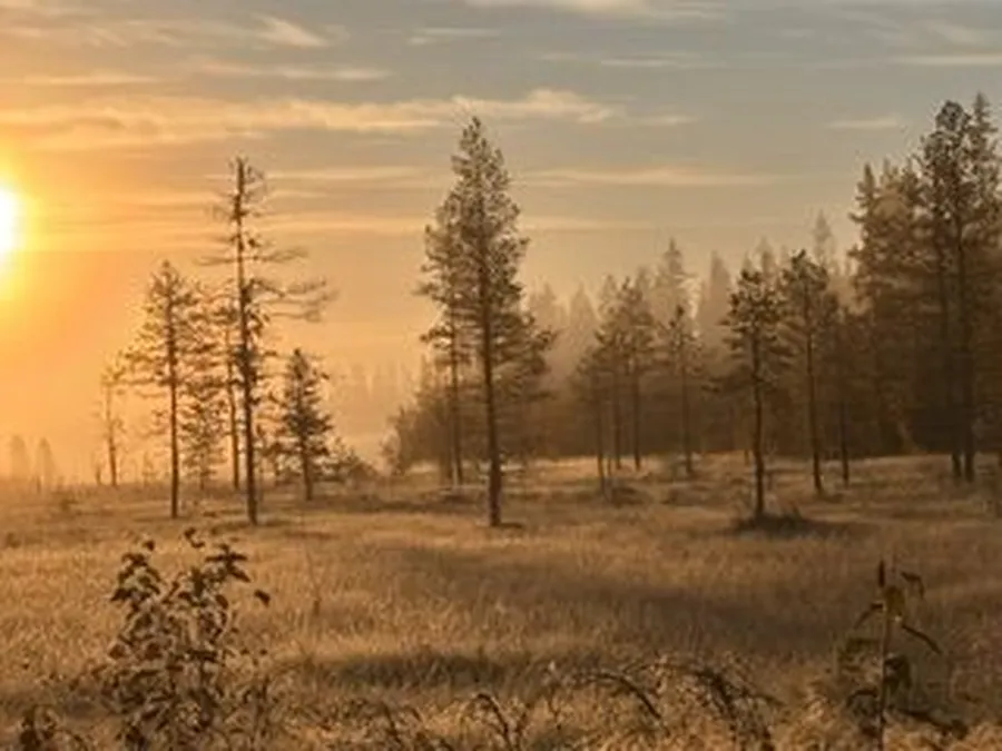 Älgjakt i Jämtland bild 3