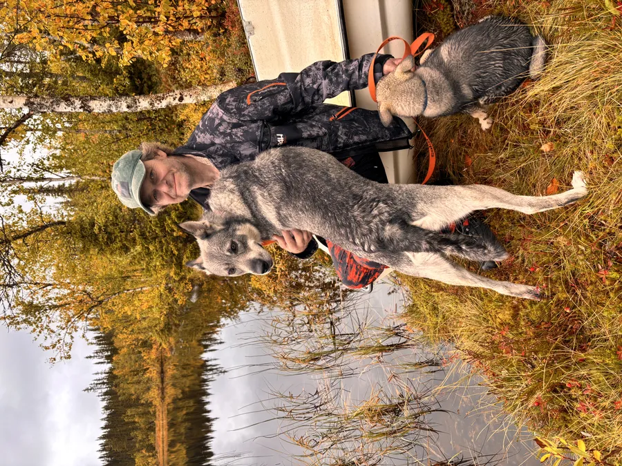 Susikosken Auri bild 1