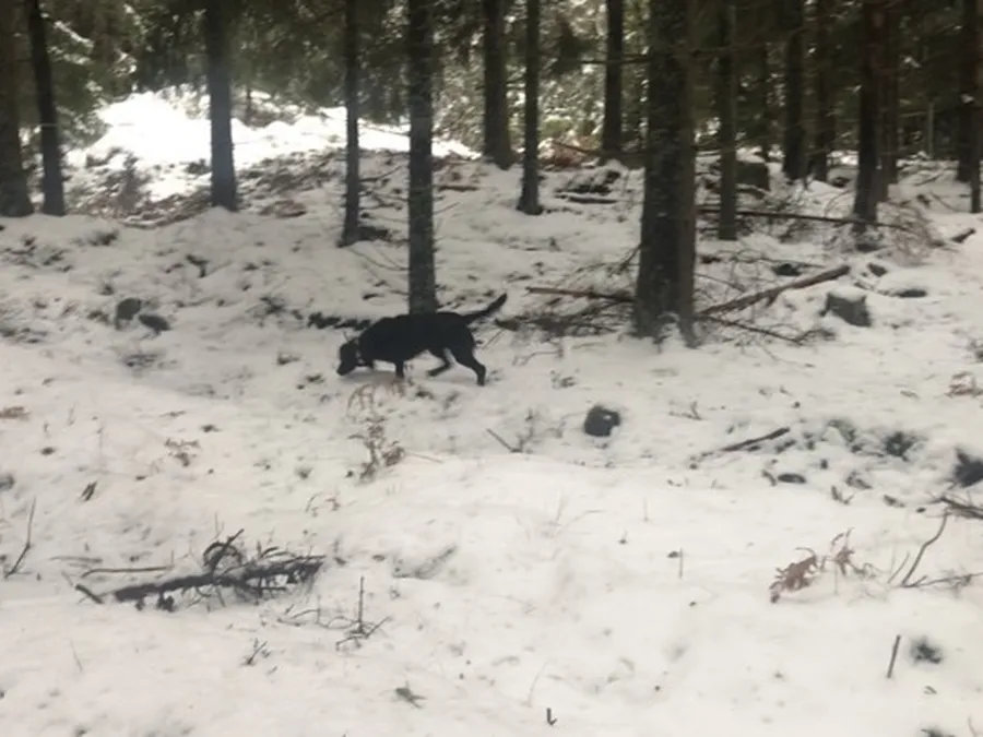 Asaskogens Gördis  bild 2