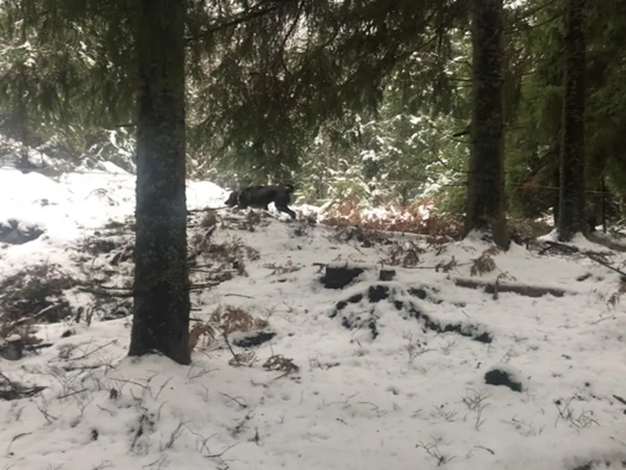 Asaskogens Gördis  bild 3