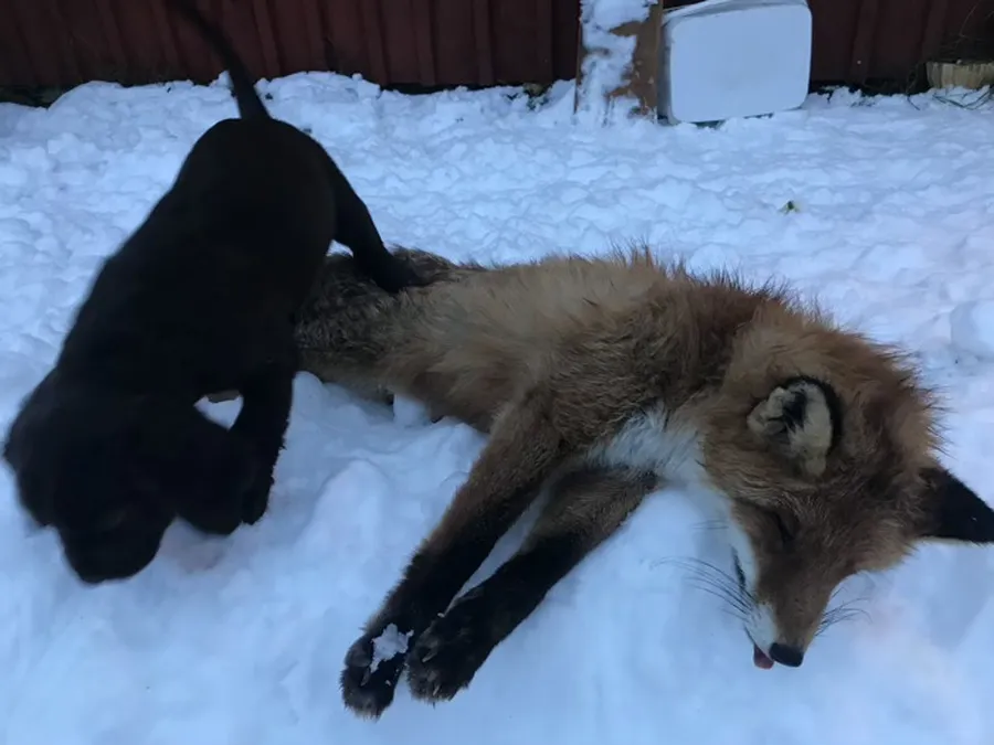 Träning på räv med wachtel valparna  bild 2