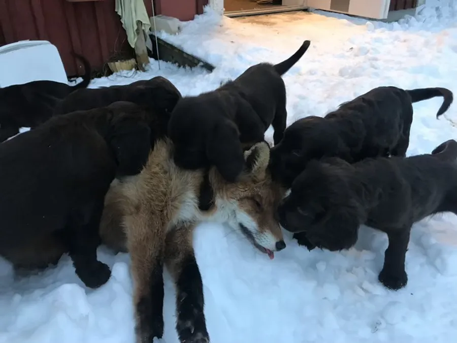 Träning på räv med wachtel valparna  bild 1