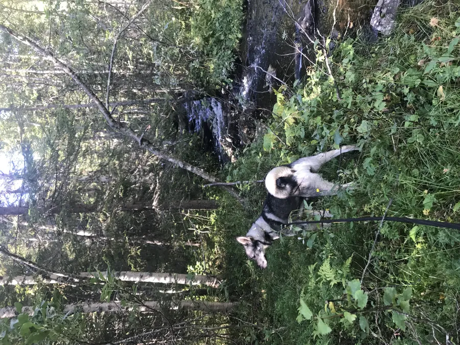 Lyckad parning har skett ❤️Jakt, Jämthund, älghund, valpar bild 1