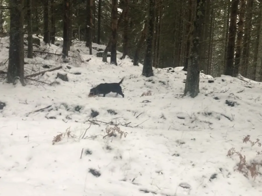 Asaskogens Gördis  bild 1