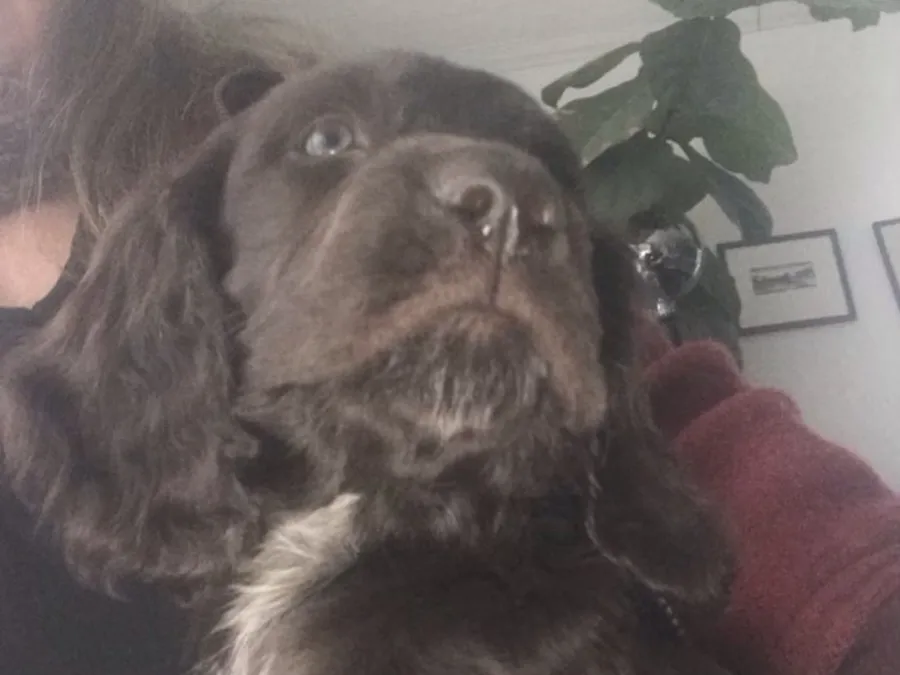 Små chokladpraliner  bild 1