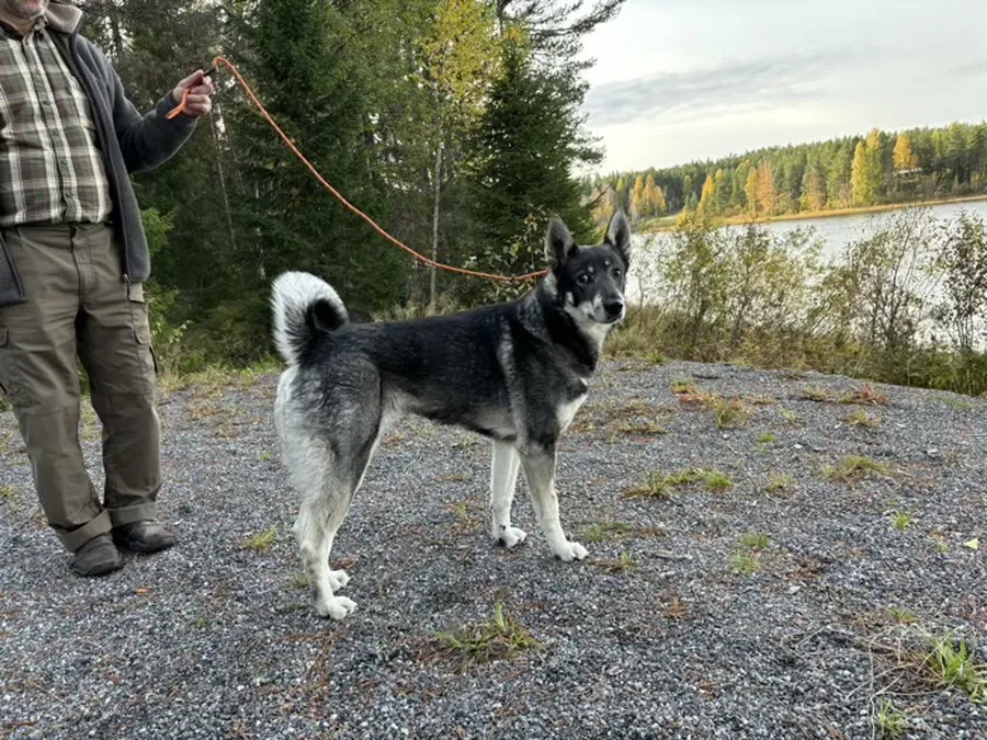 ♥️ Hundar vi minns ♥️ bild 3