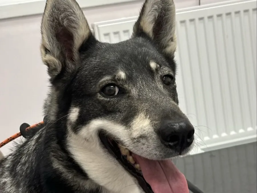♥️ Hundar vi minns ♥️ bild 2