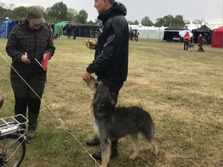 Asaskogens Saga på Skokloster game fair bild 1
