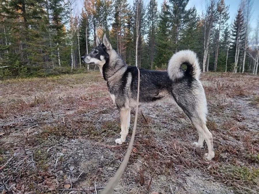 ♥️ Hundar vi minns ♥️ bild 1