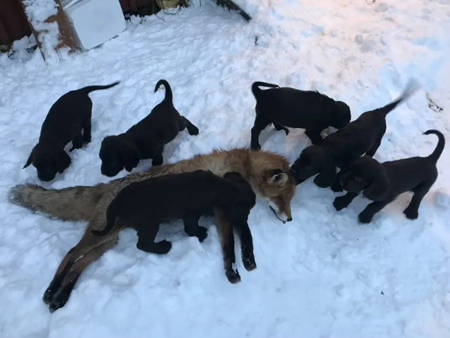 Träning på räv med wachtel valparna  bild 3