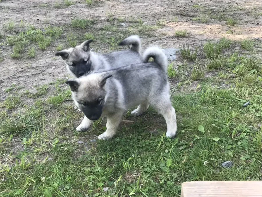 Asaskogens Gunnel och Asta  bild 2