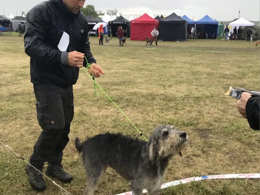 Asaskogens Saga på Skokloster game fair bild 3